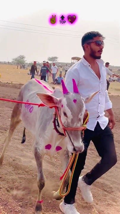 कसा वोढतोय 🚀⚜️💥बैलगाडाशर्यतमहाराष्ट्र नादएकचबैलगाडाशर्यत