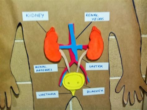 Pills Of Science And Other Things Function Of Nutrition Excretory