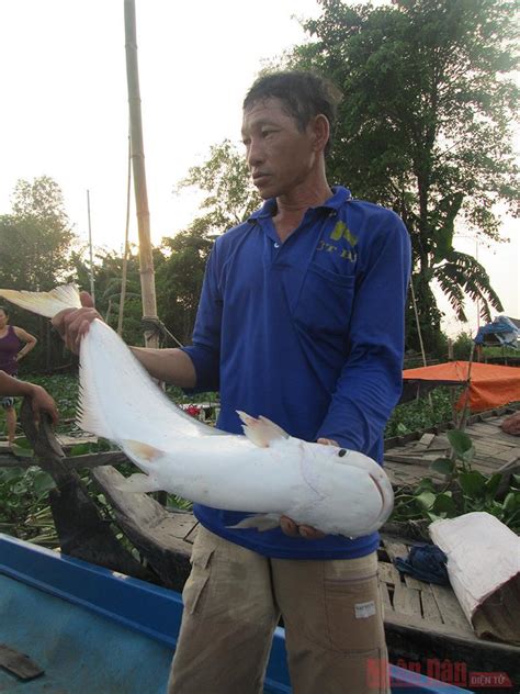 Săn cá bông lau khổng lồ