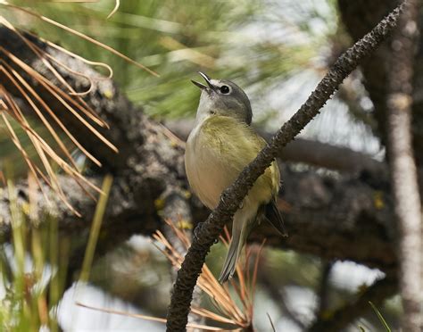 Cassins Vireo Oregon Birding Association