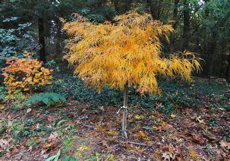 Buy Acer Palmatum Viridis Japanese Maple Conifer Kingdom