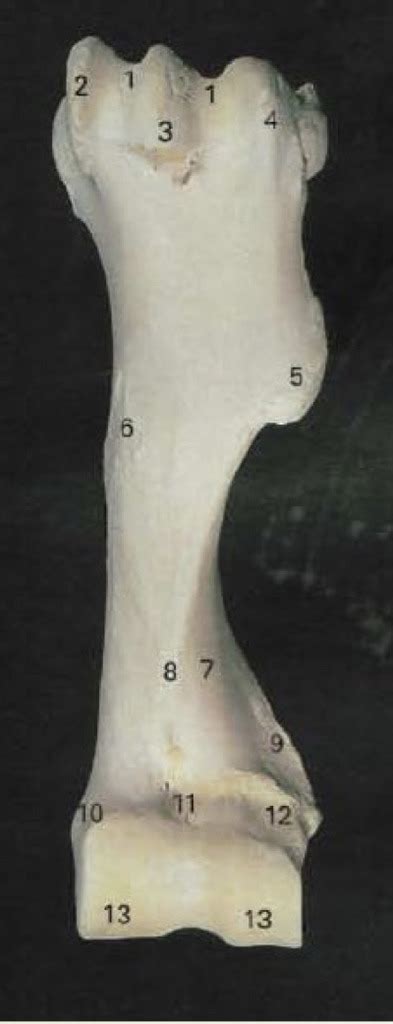 Equine Anatomy Humerus Diagram Quizlet