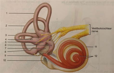 Anatomy Of The Internal Ear Diagram Quizlet