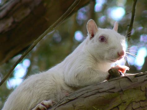 What's doing at Iffin House: Albert - The albino squirrel