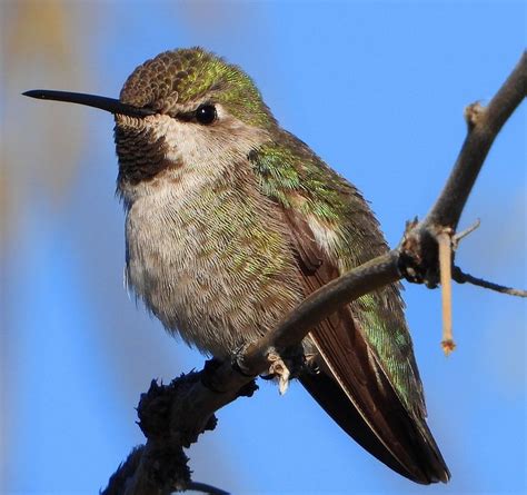 Anna's Hummingbird