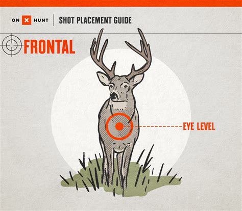 Where To Shoot a Deer: Ultimate Shot Placement Guide & Chart | onX Hunt