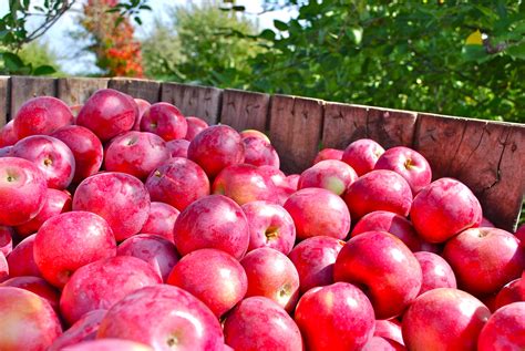 5 Pick Your Own Apple Orchards Massachusetts Office Of Travel And Tourism