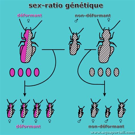 Sex Ratio Définition Et Explications