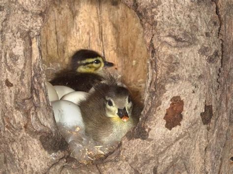 Wood Duck Nesting Behavior Eggs Location Faqs Birdfact