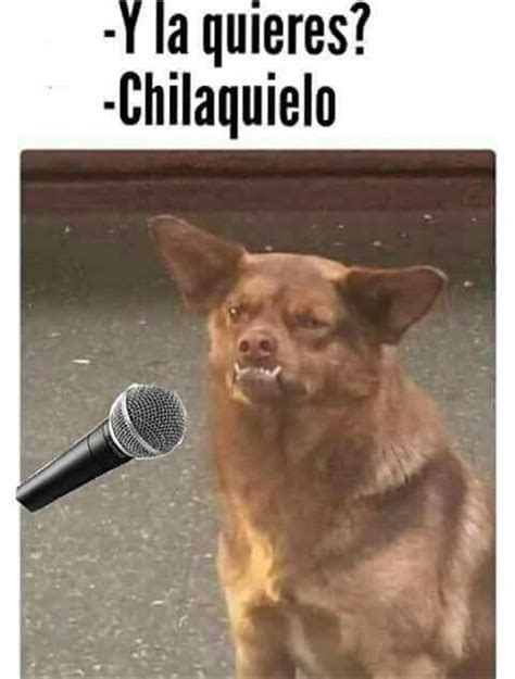 Descubre de donde salió el meme del perro Chilaquil