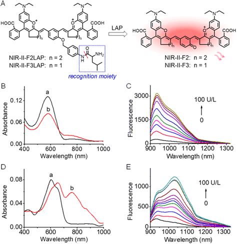 Combination of changeable π conjugation and hydrophilic groups for