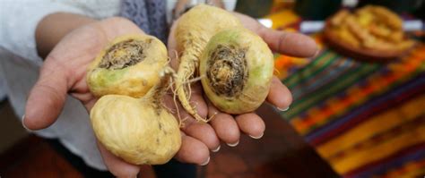 La Maca Energético Aumenta El Deseo Sexual Y La Fertilidad