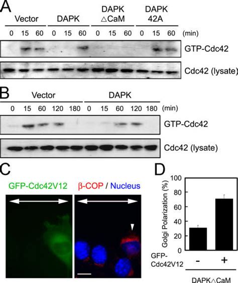 Dapk Disrupts Cell Polarity By Blocking Cdc Activation A And B