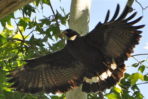 Common Black Hawk COBH – HollandWest