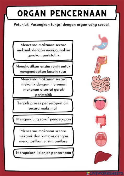 Organ Sistem Pencernaan Activity Live Worksheets