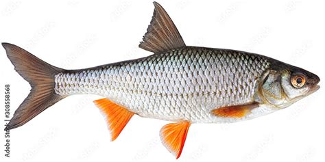 Freshwater fish isolated on white background closeup. Roach , also ...