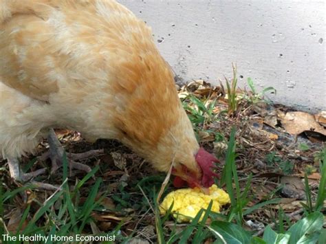 How And What To Feed A Sick Chicken The Healthy Home Economist