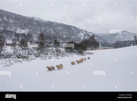 Ireland Winter in Glendalough, Wicklow Mountains Stock Photo - Alamy