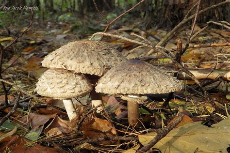 Chlorophyllum Rachodes