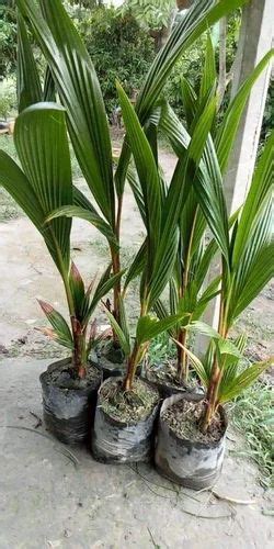 Year Full Sun Exposure Hybrid Green Coconut Plant For Garden At Rs