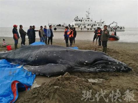 惋惜！救了3天，这头搁浅的座头鲸还是死了启东座头鲸鲸鱼新浪新闻