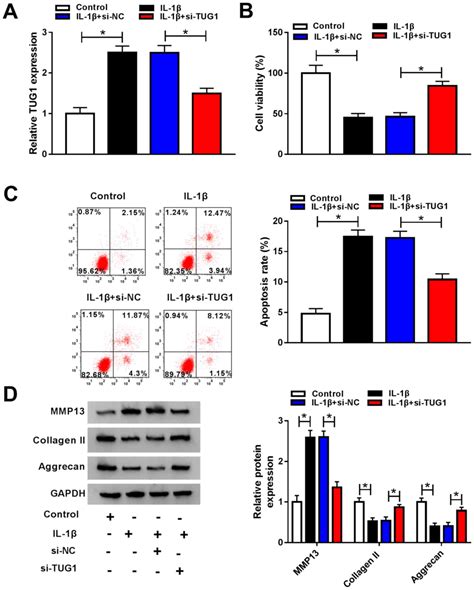 Tug1 Knockdown Promoted Viability And Inhibited Apoptosis And Cartilage