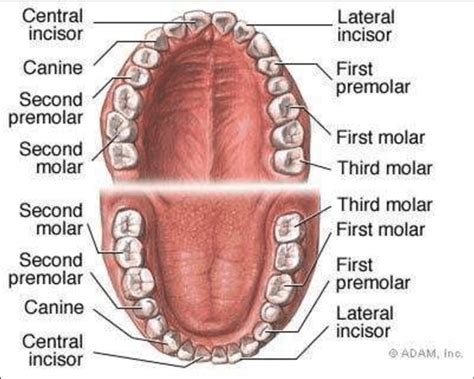 Mandibular Tooth Chart