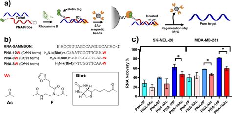 Biotin Mediated Rna Pull Down A Schematic Representation Of The Download Scientific Diagram