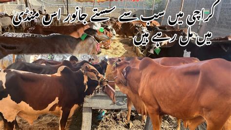 Karachi Ki Sab Se Sasti Cow Mandi Lag Gai Cattle Farm New Karachi