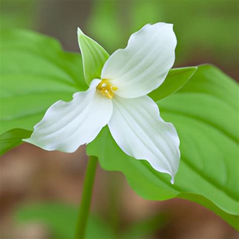 26 Different Types Of White Wildflowers Found In Maryland Nature Blog