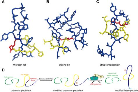 Representative Structures Of Lasso Peptides A Microcin J Pdb Code