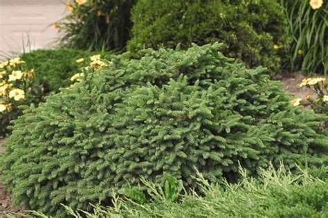 Picea Abies Pumila Norway Spruce