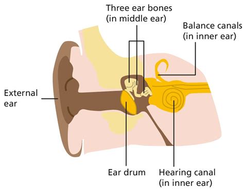 Ear drum repair (tympanoplasty) - Resource Library - Sheffield Children's NHS Foundation Trust