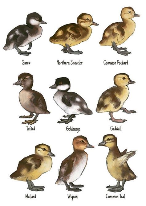 Duckling And Duck Chicks Art Print And Poster Painting Wall Art