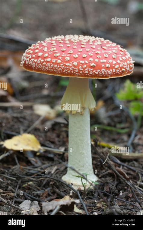 Toadstool Amanita Muscaria Mushroom Near The Forest Tree Closeup