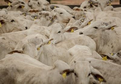 Exportação de carne bovina in natura bate recorde de receita em 2014