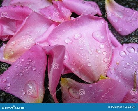 Pieces Of Wet Light Pink Rose Petals On The Ground Stock Photo Image