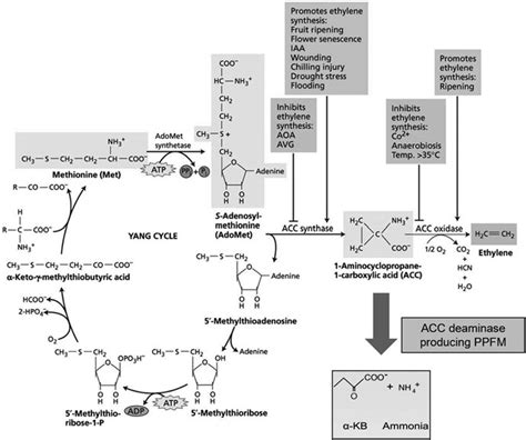 5 Ethylene biosynthesis pathway and breakdown of ethylene precursor ...