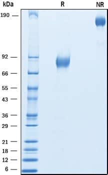 Recombinant Cyno Rhesus Ifn Alpha Beta R Fc Protein Cf Ab By