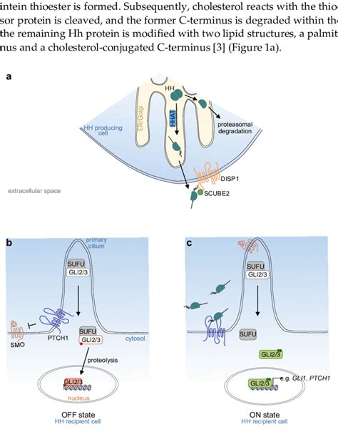 Essential Molecules Of The Mammalian Hedgehog Signaling Pathway And