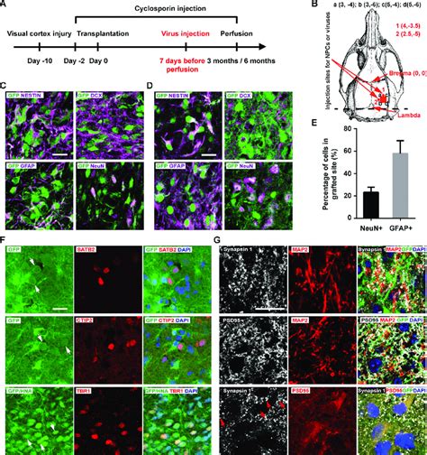 Grafted Npcs Differentiated Into Cortical Projection Neuron Like Cells