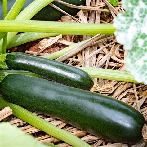 Zucchini Cucurbita Pepo Black Beauty 10 Samen 5093