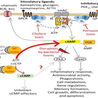 cAMP signaling pathway and its disruption by bacterial toxins. cAMP is ...