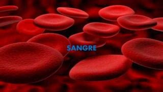 Sangre Y Hematopoyesis Ppt