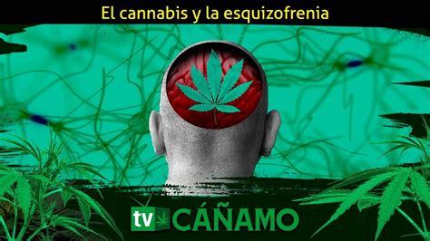 El Cannabis Y La Esquizofrenia Cáñamo Tv Youtube