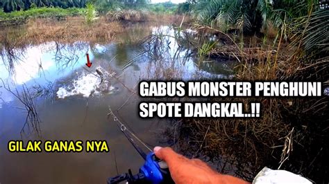 TAK TERDUGA Air Dangkal Sehabis Banjir Banyak Predator Ganas Nya