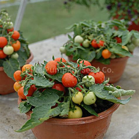 Patio Tomato Planter