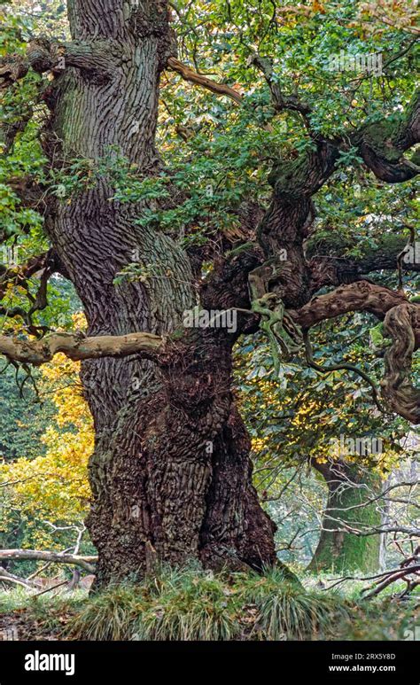 English Oak A Tree Named Bowthorpe Oak In Lincolnshire England Is