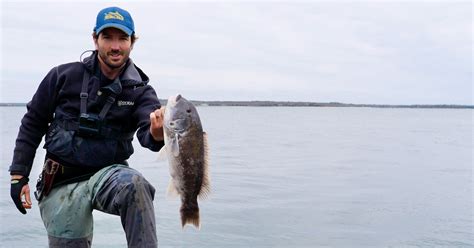 Tautog Fishing From Shore Spring 2022 Cape Cod Fishing Report