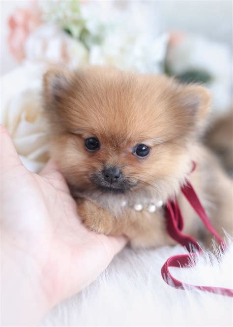 Tiny Teacup Pomeranian Puppies Teacup Puppies Boutique